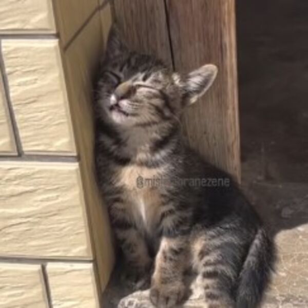 "Kad se sastave zimska depresija i prolećni umor" Mače zasmejalo pola Srbije, da li je moguće da se ovo desilo?