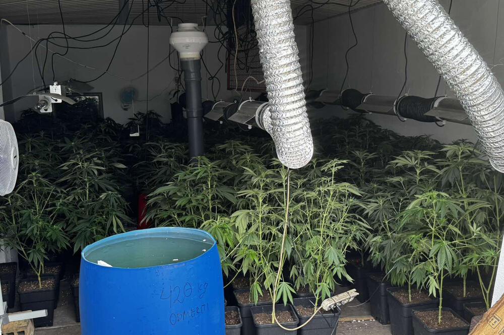 Otkrivena ilegalna laboratorija za uzgoj Marihuane u Šidu: Uhapšene 2 osobe (FOTO)
