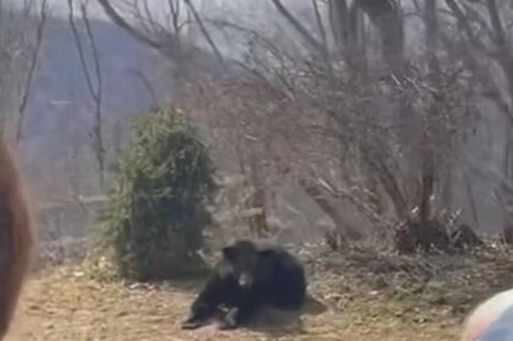 Čovek zatekao medveda u svom dvorištu, pa se odlučio na bizaran čin! Izleteo ispred njega, pa počeo da... (VIDEO)