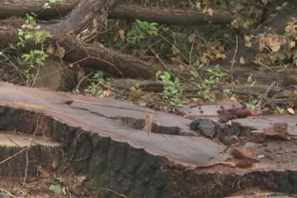 Šta se dešava na Košutnjaku? Snimci isečenih stabala zabrinuli Beograđane: Oglasili se iz "Srbijašume"