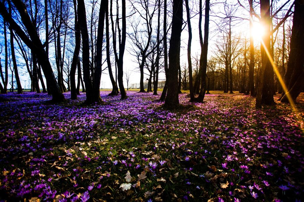 Zarada ide i do 40.000 evra godišnje: Ove biljke opstaju i kada je loše vreme, sa njima nema greške ni zimi ni leti