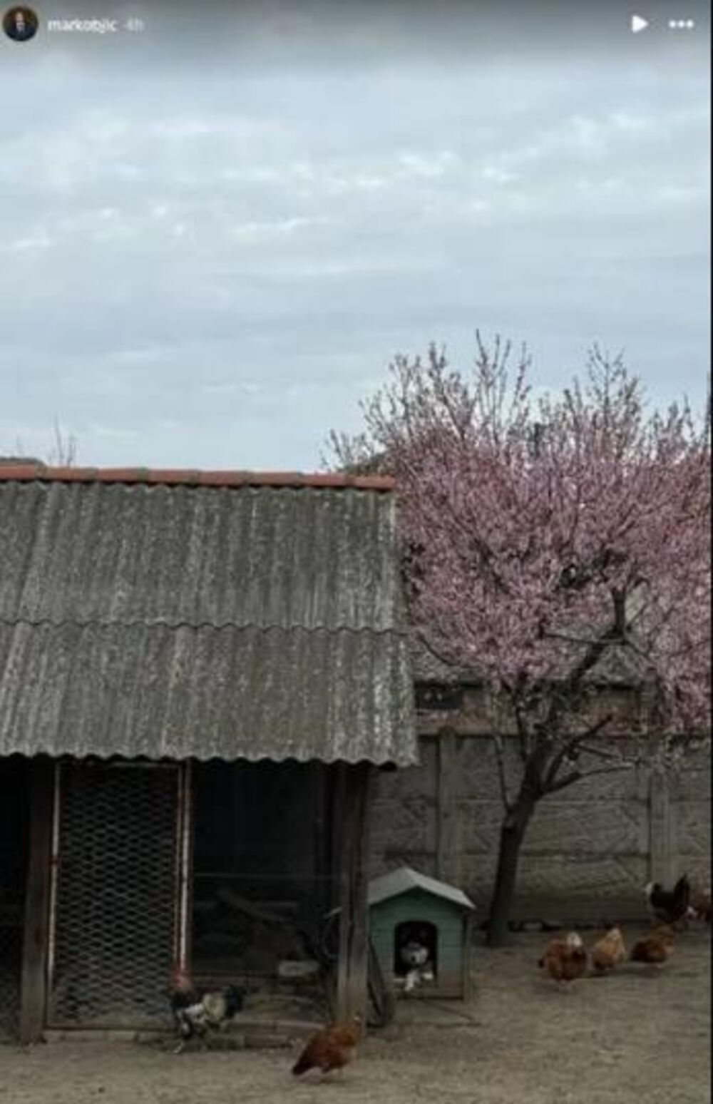 Kokošinjac Dragane Mirković