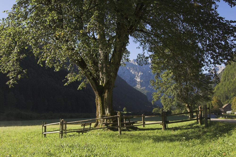 Da li slavite zavetine? Ovo ih razlikuje od krsne slave, ako ste bolesni ili ste upali u nevolju, morate da...