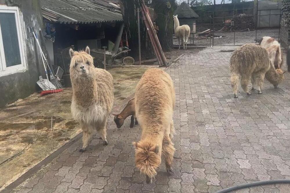 Lame iz Srbije završile u Crnoj Gori: Neverovatna su atrakcija u Beranama, domaćin iz uzeo od Vuka Bojovića (FOTO)