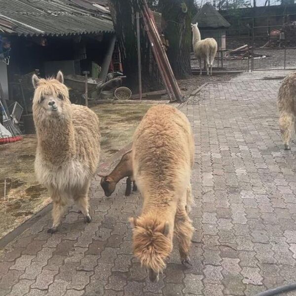 Lame iz Srbije završile u Crnoj Gori: Neverovatna su atrakcija u Beranama, domaćin iz uzeo od Vuka Bojovića (FOTO)