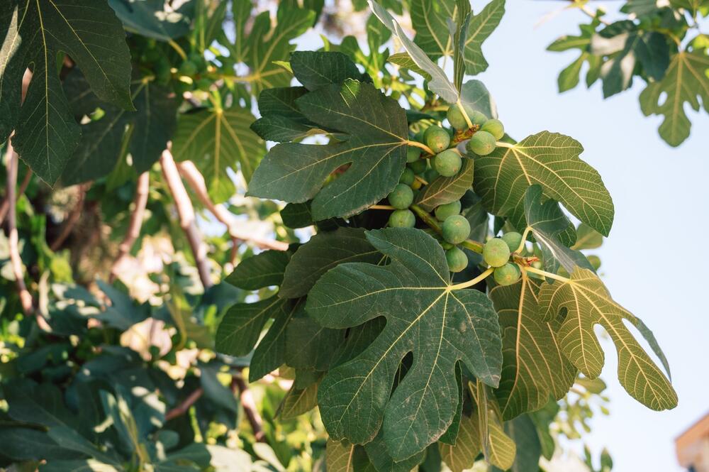 Zašto naši stari nisu nikad sadili smokvu blizu kuće? Postoji veoma važan razlog za to, evo o čemu se radi