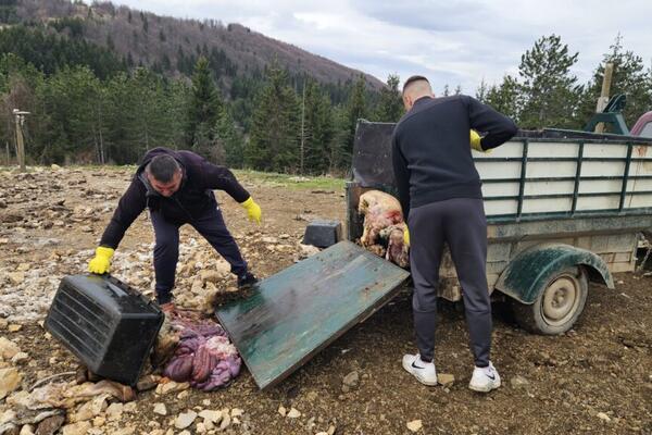 U ovom mestu u Srbiji se nalazi restoran sa najneobičnijim gostima: Spas je za gladne stomake, evo o čemu se radi!