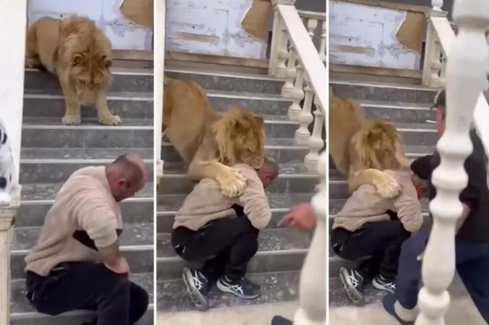 Albanac prišao lavu, pa zamalo ostao bez glave! Životinja ga ščepala za vrat, a onda je usledio šok decenije