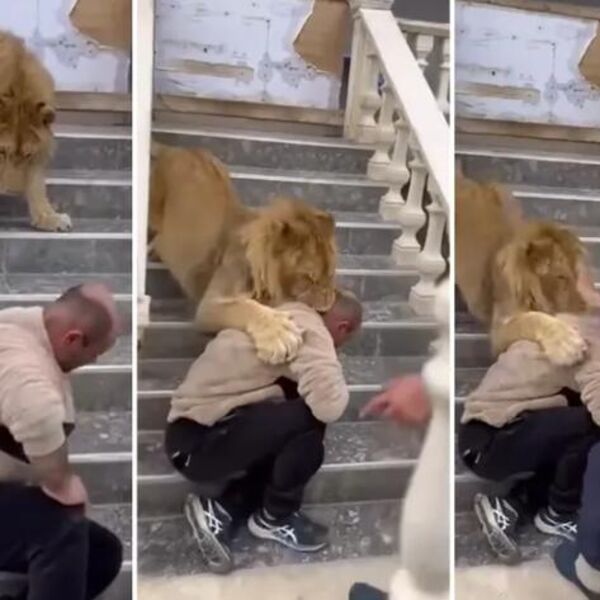 Albanac prišao lavu, pa zamalo ostao bez glave! Životinja ga ščepala za vrat, a onda je usledio šok decenije