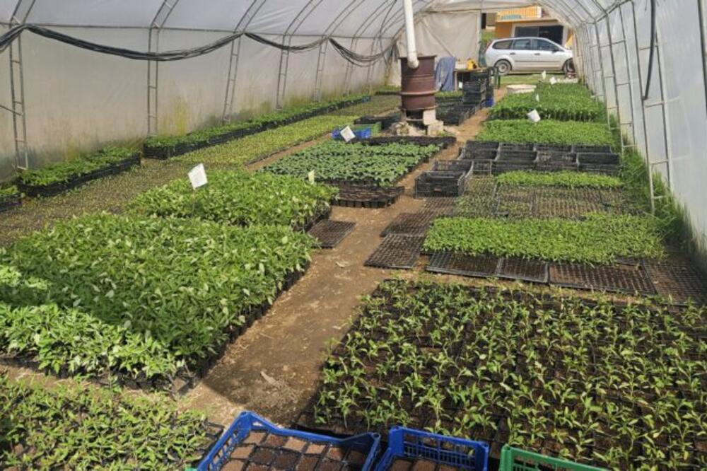 Zlatan i Ljubisav sve što posade to i prodaju: Bave se ovom proizvodnjom, pare samo kaplju