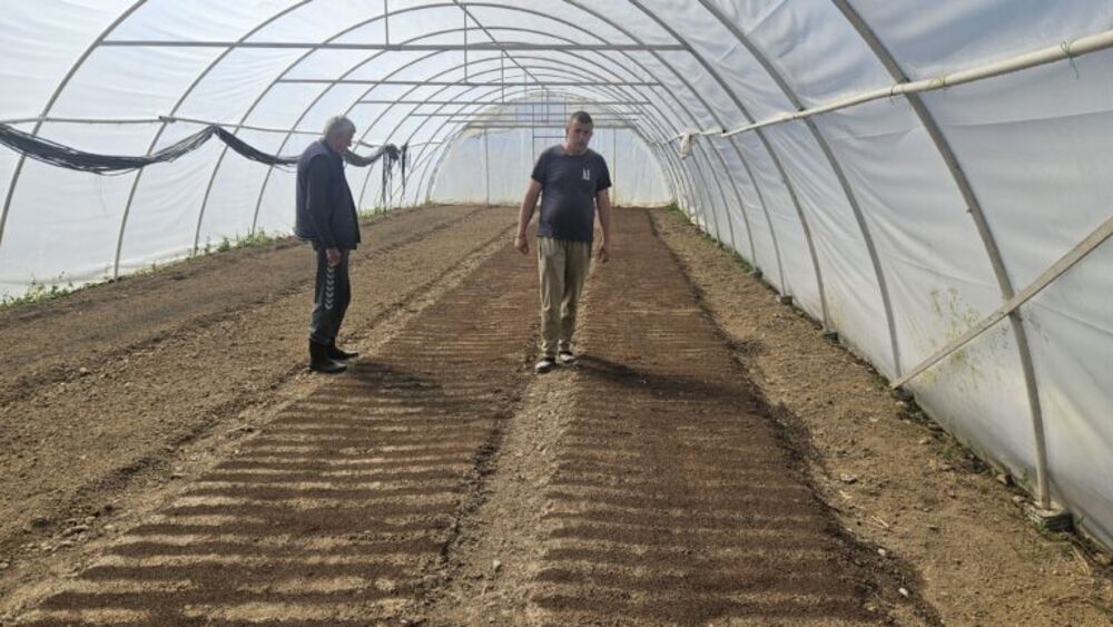 Povrće u plastenicima