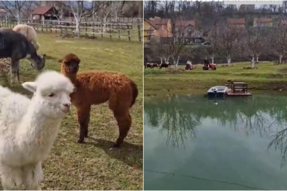 U ovom gradu u Srbiji se nalazi jedini alpaka ranč: Raj je za turiste, svima je blizu, kao da ste u Americi! VIDEO