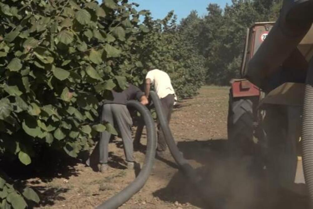 Ovo je trenutno najbolje ulaganje u Srbiji! Lako je za uzgoj, a potražnja samo raste i kod nas i u svetu!