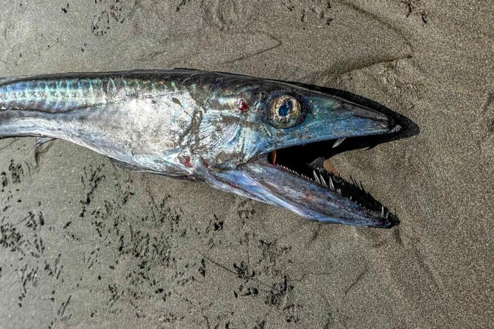 Misteriozna morska neman duga 2 metra pronađena na obali: Ono što su našli u njenom stomaku frapiralo i naučnike!