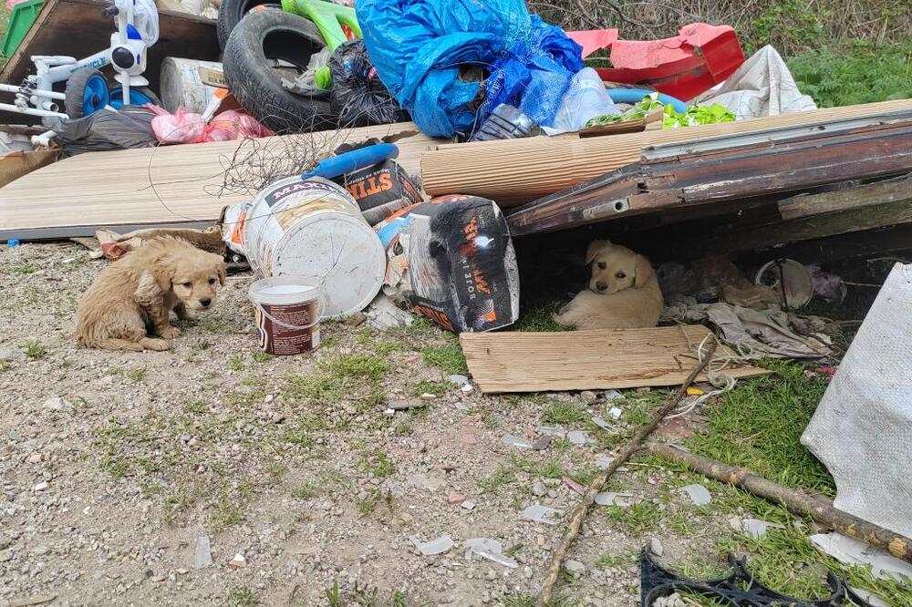 Gladni, žedni i uplašeni čekaju smrt! Užasan prizor u okolini Užica! Smeće svih vrsta, kosti životinja - HOROR!