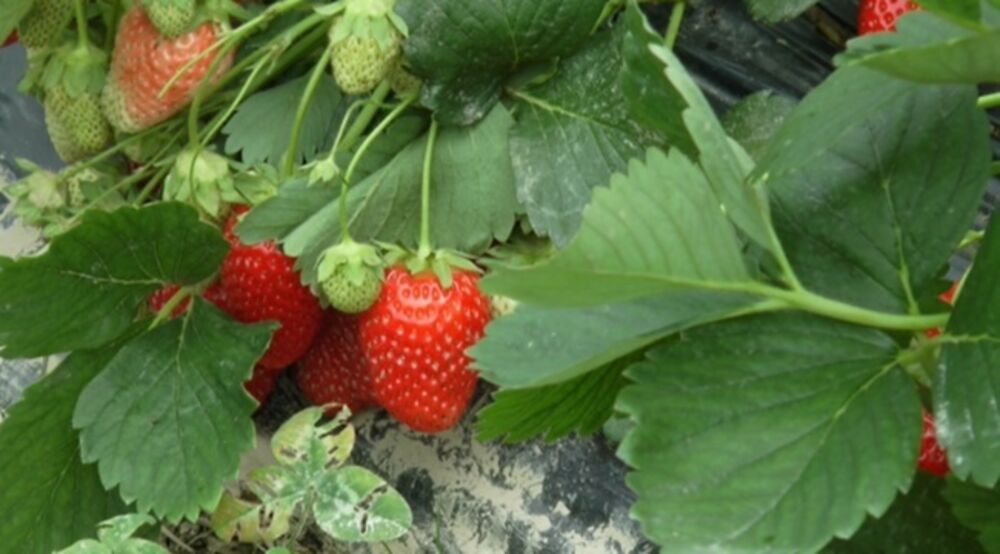 Ulica jagoda nalazi se u dragačevskom selu Rti