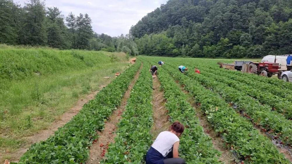 Subvencije za sadnice jagoda