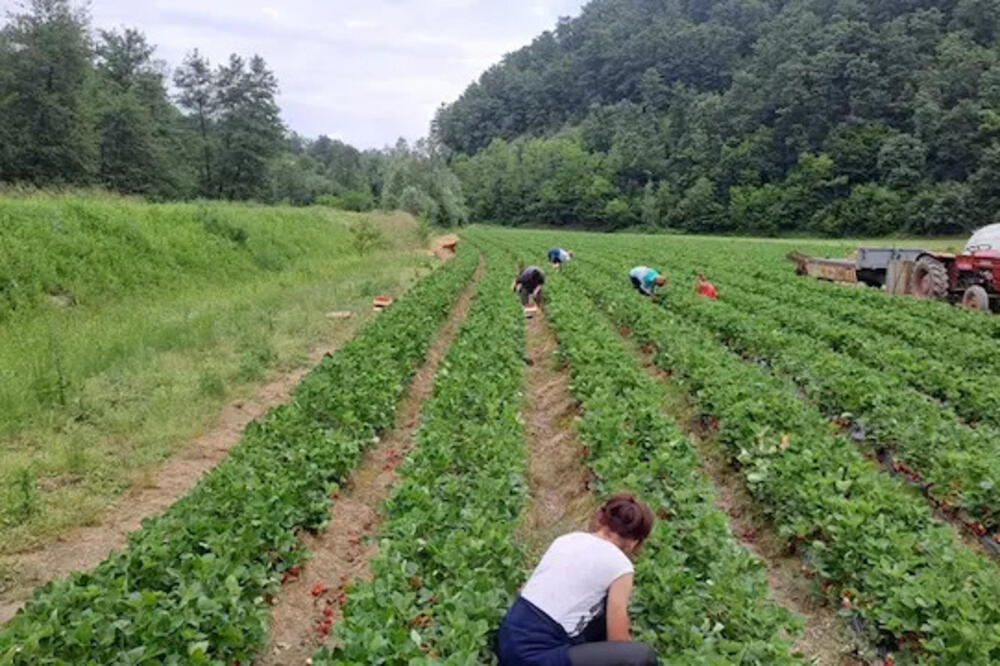 Voće sa njive u ovom selu direktno ide na tezgu: Na crvene plodove miriše cela ulica (FOTO)