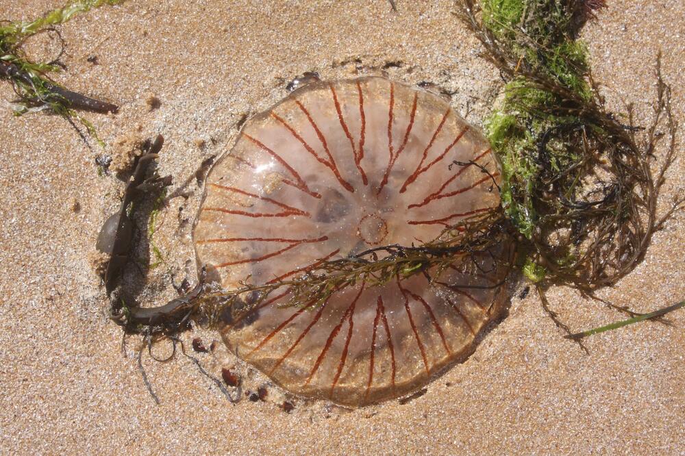Opasna retka otrovna meduza se pojavila u Jadranskom moru: Uočena na omiljenom letovalištu Srba, pazite se! (VIDEO)
