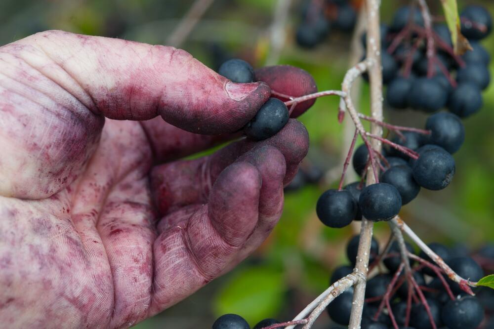 Marina sve uložila u čudotvornu biljku, pa napravila unosan biznis: Krenula sa pola hektara, a sad ima... (FOTO)