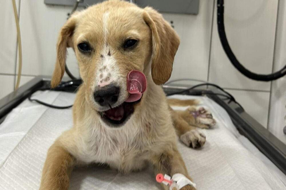 Kako ćete pre Boga? Petomesečno štene brutalno pretučeno u Prijepolju, slomljena mu vilica! Ovo je delo monstruma!