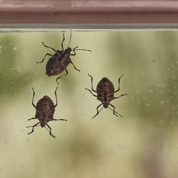 Smrdibube se užasno plaše jedne stvari: Samo stavite ovo kod ulaznih vrata i nestaće