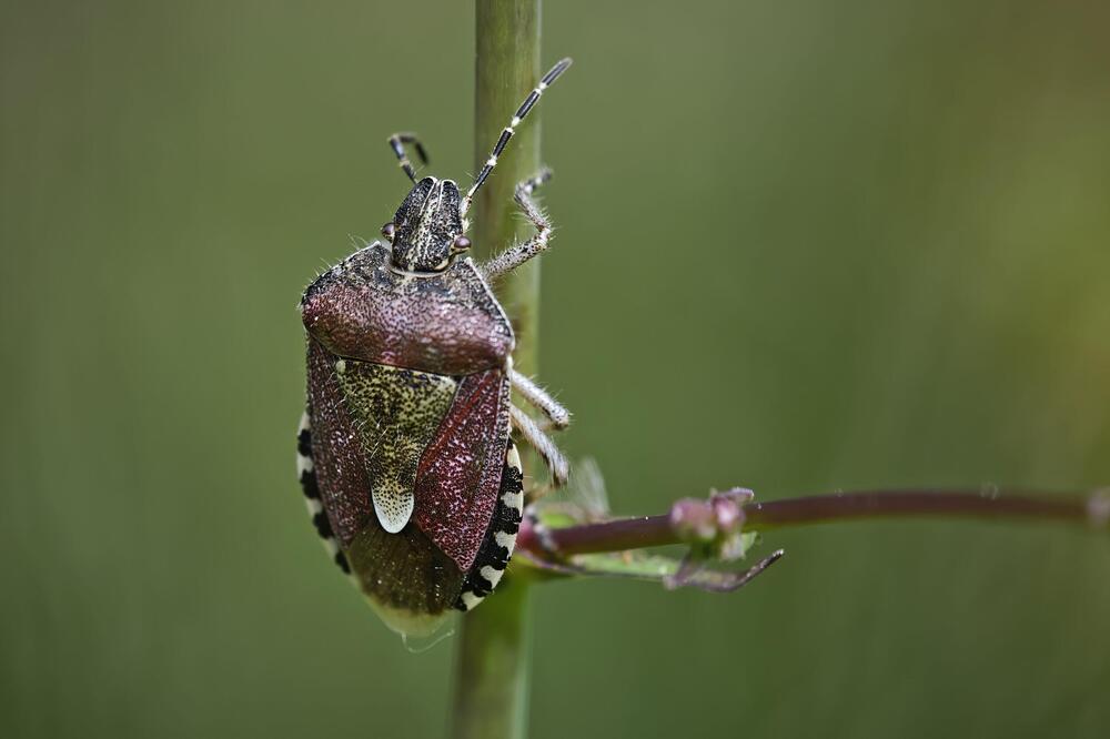 Da li znate ko su "smrdljiva Greta" i "smrdljivi Martin"? Iz Azije stigle u Srbiju, a ovo ih razlikuje od smrdibuba
