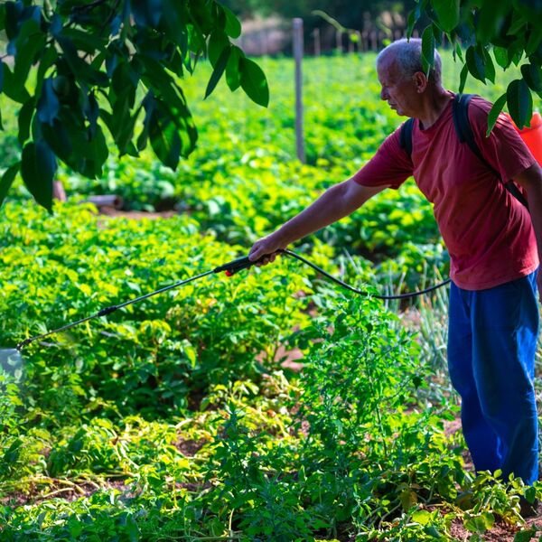 Oba biljka donosi do 100.000 zarade po aru, ulaganje je smešno: Berba već posle 3 nedelje od sadnje