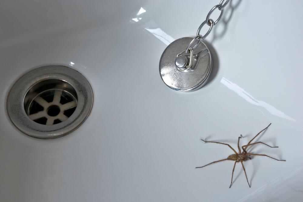 Niko ne voli ni da ih vidi, a još ako ujedu! Domaćice smućkaju ove 2 stvari i reše problem - pauk nestaje u sekundi