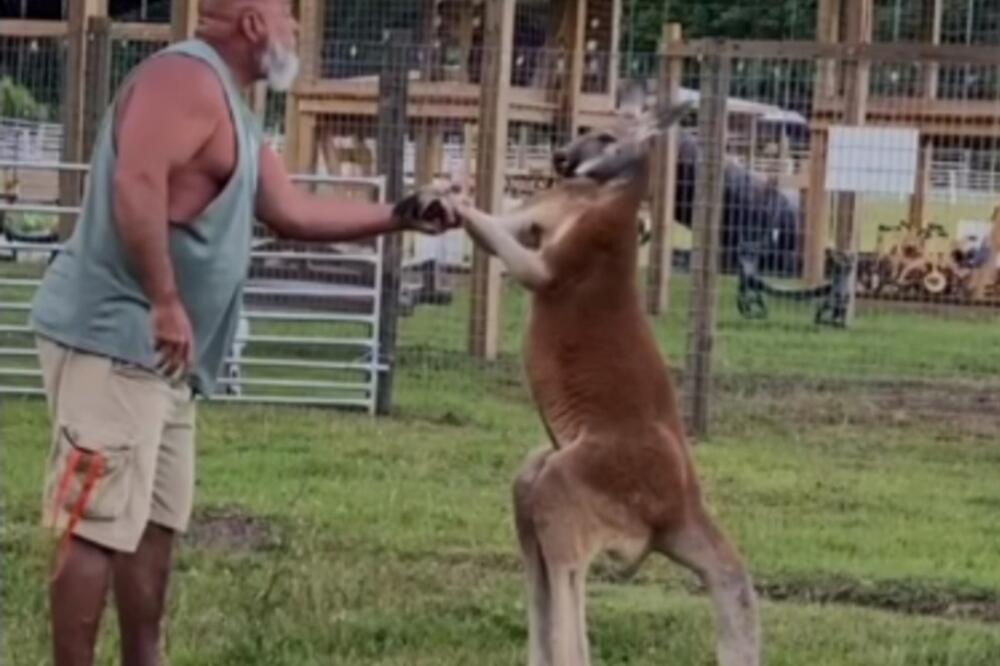 Čovek ušao u prostor sa kengurom, pa počeo da se rve sa njim! U sekundi se sve otelo kontroli, a onda... (VIDEO)
