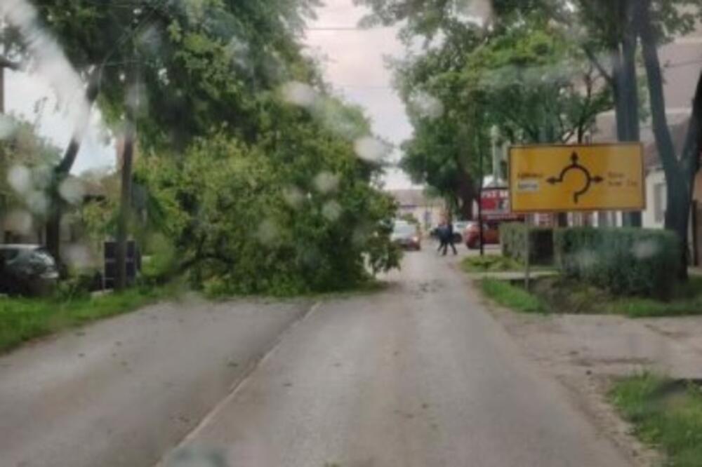 Jako nevreme čupa stabla u Novom Sadu i Somboru: Na snazi upozorenje o oluji, prizori su šokantni! (FOTO)