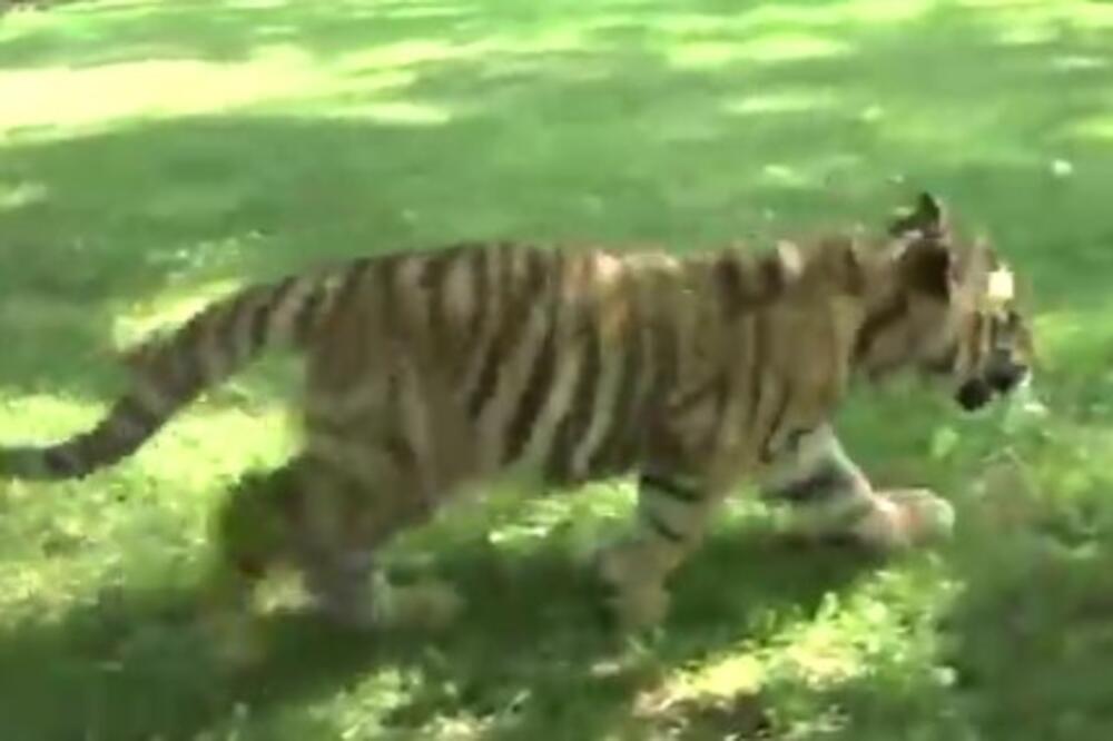 Tigrica Dragana oduševila Srbe: Evo kako odrasta ova princeza, "bila je ljuta i nervozna"