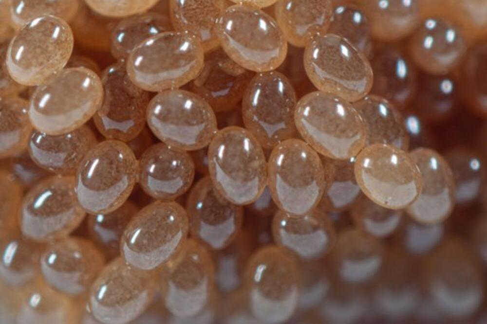 Hiljade krpelja okupiralo dvorište! Krvopije gmizale po stolicama i terasi, veterinari zatekli jeziv prizor