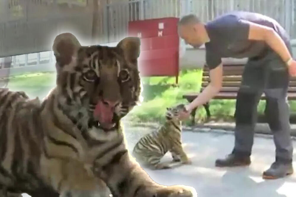 "Bila je ljuta i jako nervozna": Ovako odrasta Dragana iz Jagodine, princeza iz porodice bengalskih tigrova! (FOTO)