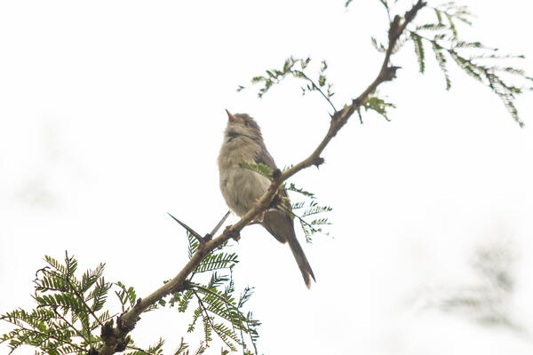 U Srbiji otkrivena nova vrsta ptice: Klimatske promene nam donele mališu koji uglavnom boravi na Bliskom istoku!