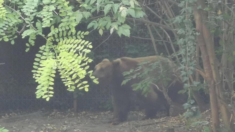 Žena se našla oči u oči sa šumskom zveri na planini: Hitno se oglasio Nacionalni park Tara