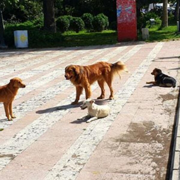Čopor pasa lutalica napao učenika na putu do škole na jugu Srbije! Strašani detalji napada lede krv!