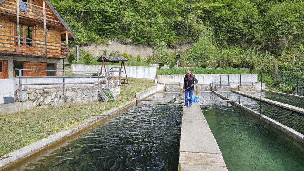 Vojova pastrmka stiže na trpeze širom Zlatiborskog okruga 