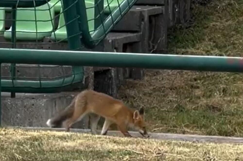 U ovom gradu u Srbiji snimljena lisica, sve češće je srećemo i u BG! Građani u panici, ima li razloga za brigu?