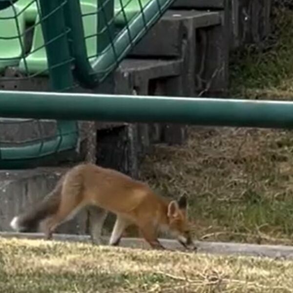 Celo selo u Srbiji je ostalo bez struje zbog ove divlje zverke: Setila se neverovatne stvari, pa im zagorčala život