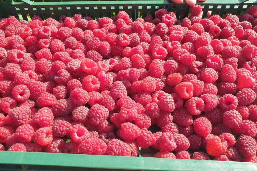 Rod maline prepolovljen, mraz doveo do karambola: Otkupna cena sada ovoliko iznosi