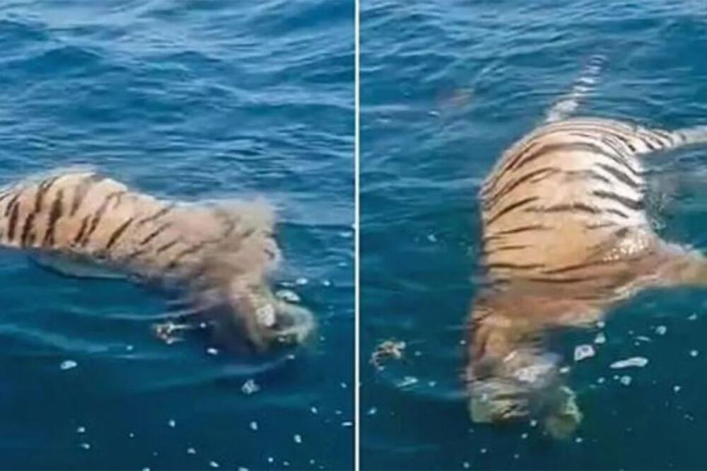 Ribari pecali pa primetili leš moćne životinje! Pretužna scena snimljena pored obale, da srce pukne! (VIDEO)