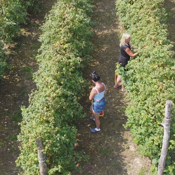 Ovaj sezonski posao za mesec dana donosi zaradu od 180.000 dinara: Dnevnica je čak 6.000 dinara