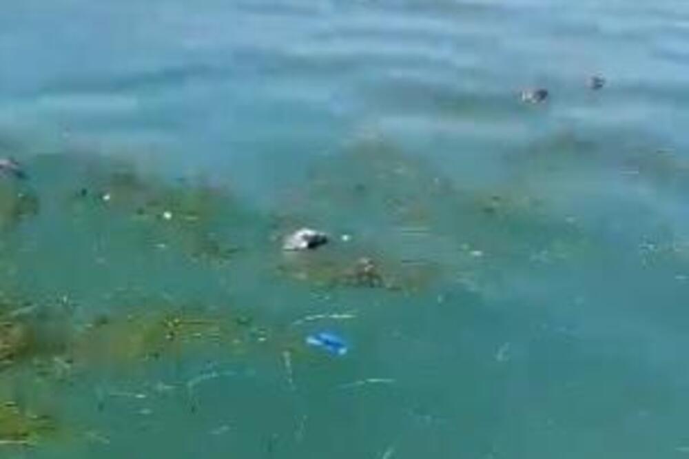 "Mrtvi pacovi plutali ko nas": Jezivi snimci sa popularne španske plaže, turisti van sebe, kipe od besa! (VIDEO)