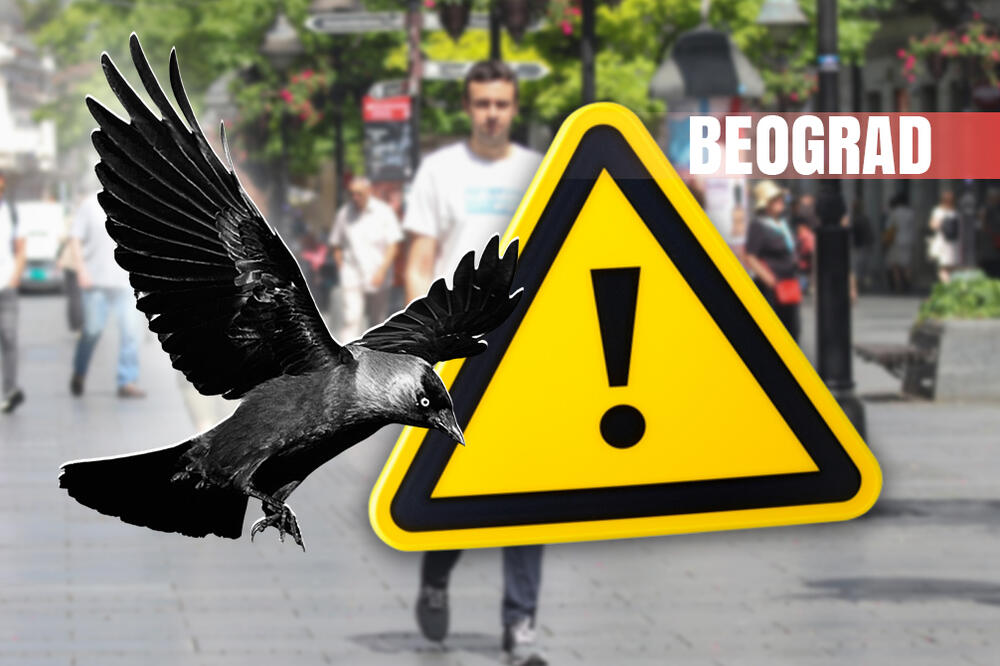 "Napala me je vrana kod vrtića, pazite se": Ptice masovno nasrću na Beograđane, ova stvar je presudna!