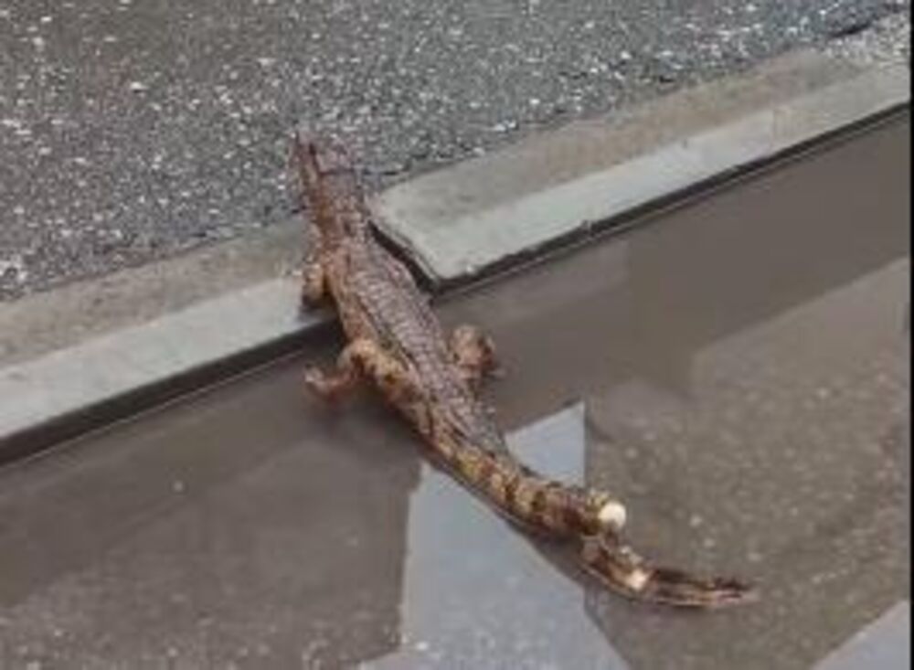 Krokodil