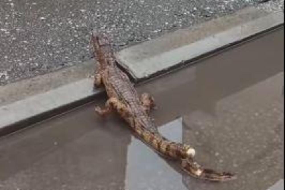 Ljudi iskolačili oči i odmah pozvali policiju: Krokodil bio na ulicama Niša, ovaj prizor je šokantan (VIDEO)