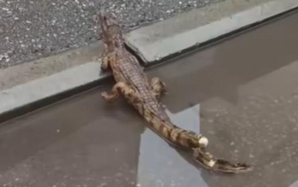 Krokodil