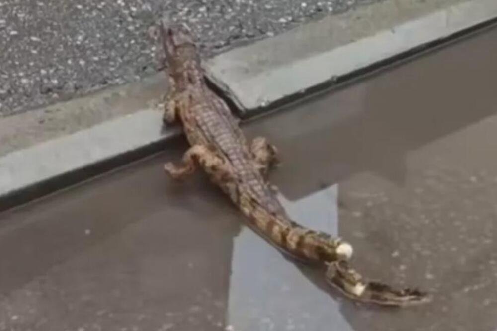Uhvaćen krokodil na ulicama Niša! Nije šala, drami konačno došao kraj: Evo kako je zverka dospela uopšte tu