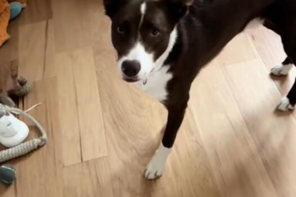 Muž kamerom snimio šta radi pas, žena ostala šokirana! Nije mogla da veruje kad joj je pokazao - au